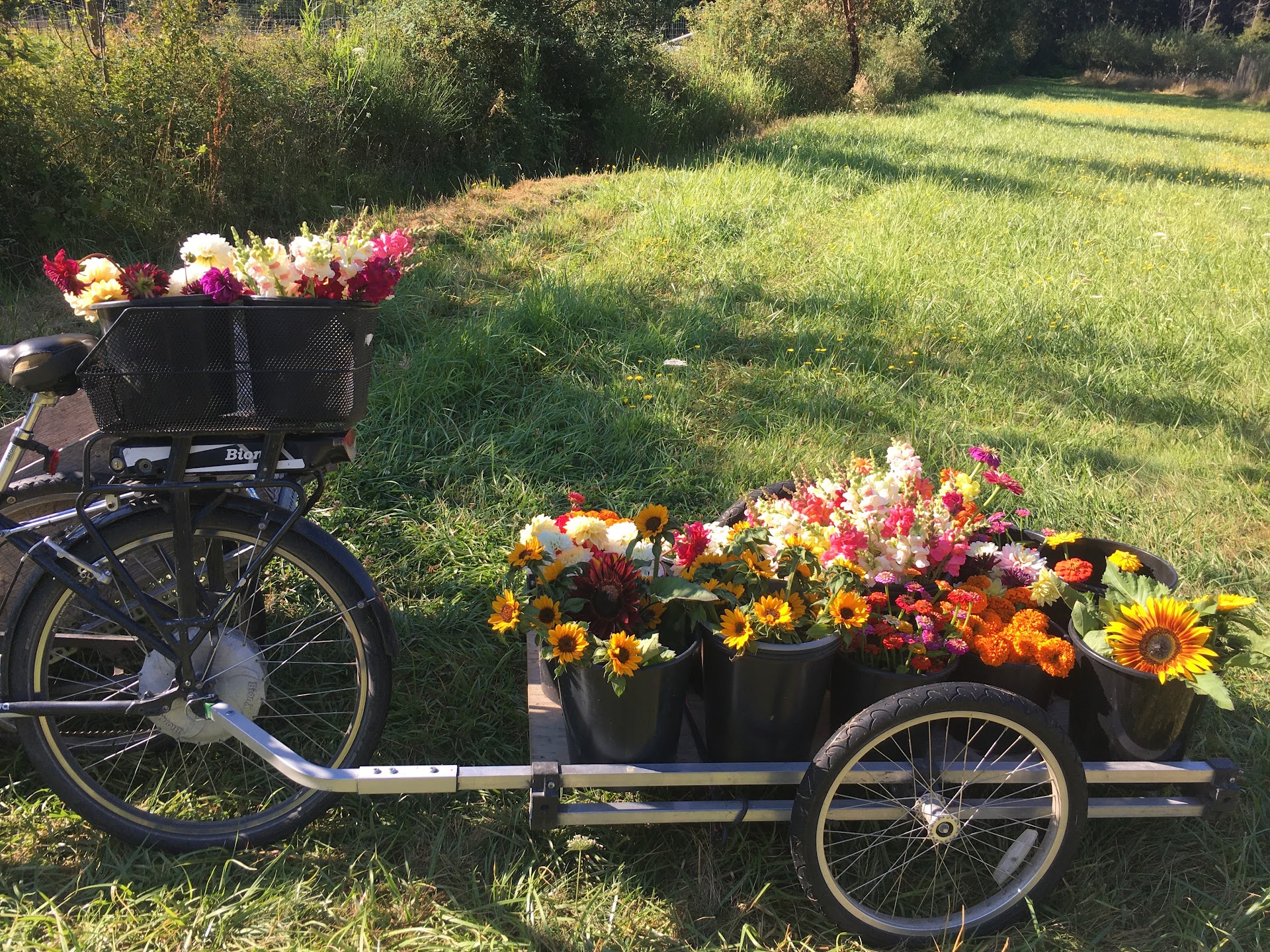 Buckets of flowers on a bike and bike trailer
